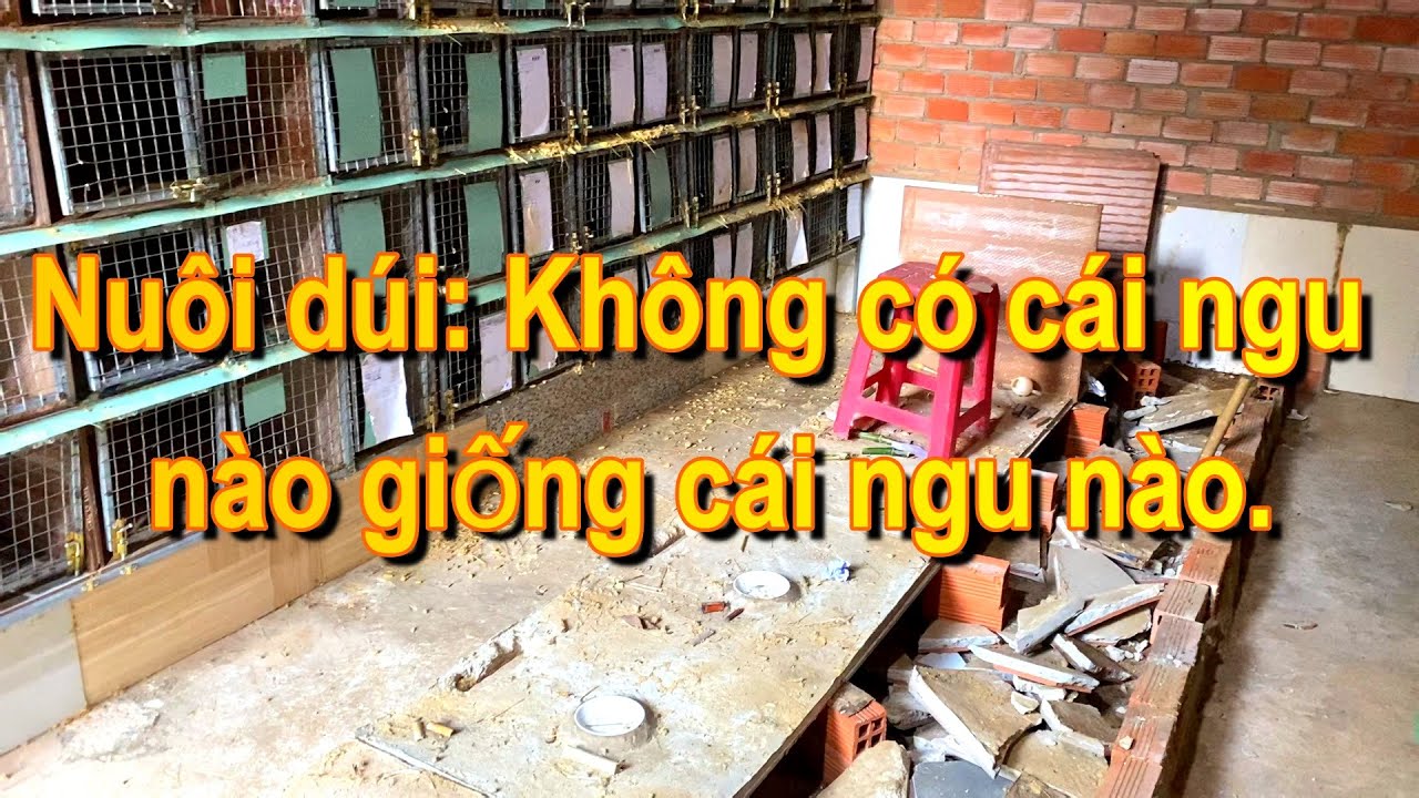 Nuôi dúi kiểu chuồng nào tốt nhất| Kiểu tủ thuốc bắc đáng để đầu tư