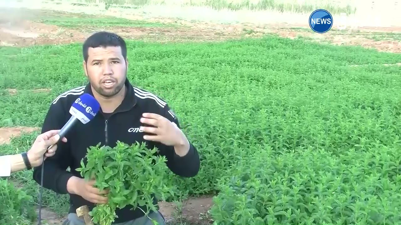 #البيض | حشّ النعناع.. مصدر رزق بمنطقة حرازة