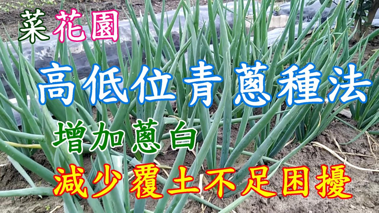 [菜花園]13_1 高低蔥種法 蔥白可以更長之外 改善覆土時缺土的困擾 交替種植就不用擔心無蔥可用了