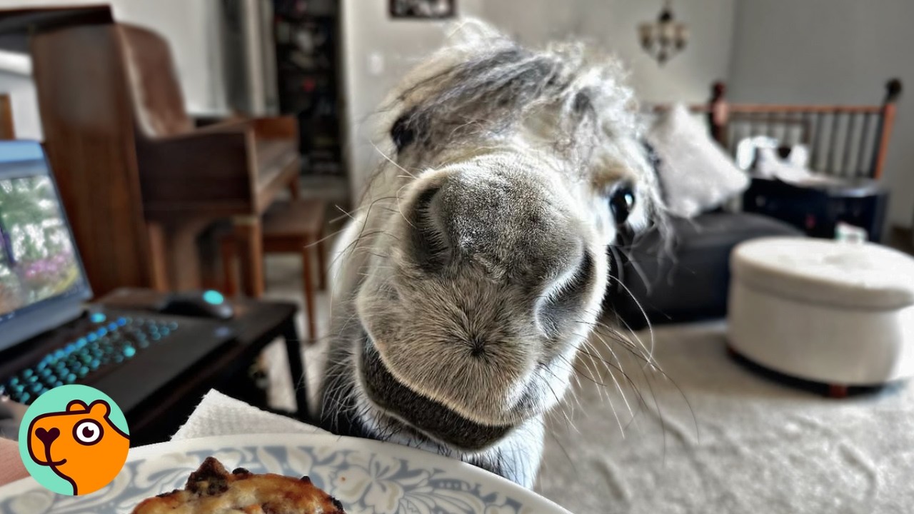 Tiny Horse Runs Around The House And Makes Woman Smile | Cuddle Buddies