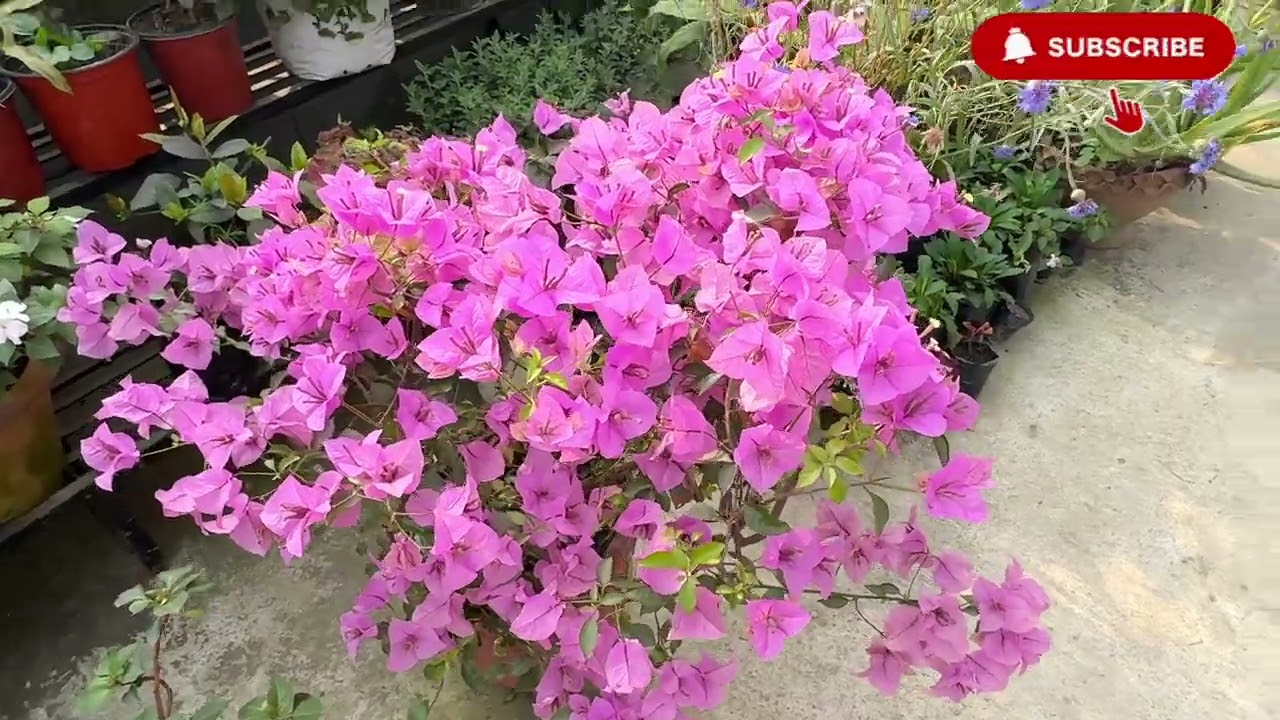 Bougainvillea Paper flower  #foryou #highlights #bougainvillea #flowervlog #support 