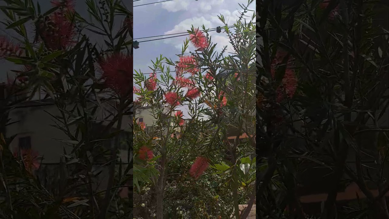 Lovely Blooms of Bottelbrush flowers