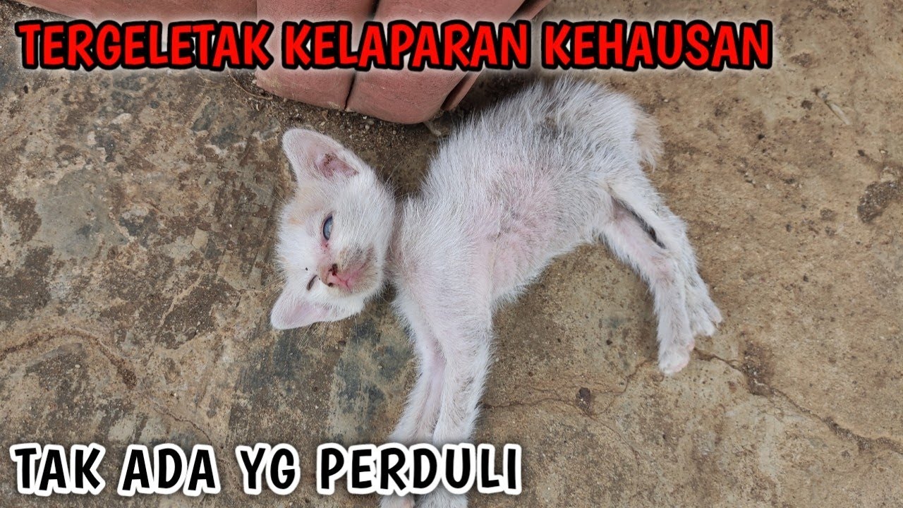 SUNGGUH KEJAM MASIH KECIL DIBUANG DIPASAR // HAMPIR MATI KELAPARAN !!
