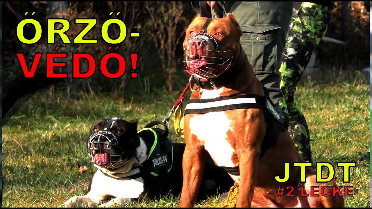 JTDT - Őrző-védő kutyaoktatás (XXL pitbull stafford keverék)