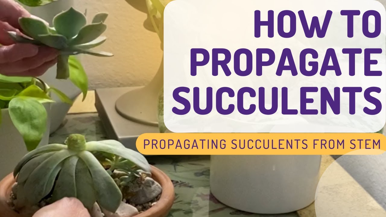 How to PROPAGATE succulents | Propagating Succulents from STEM | MOODY BLOOMS