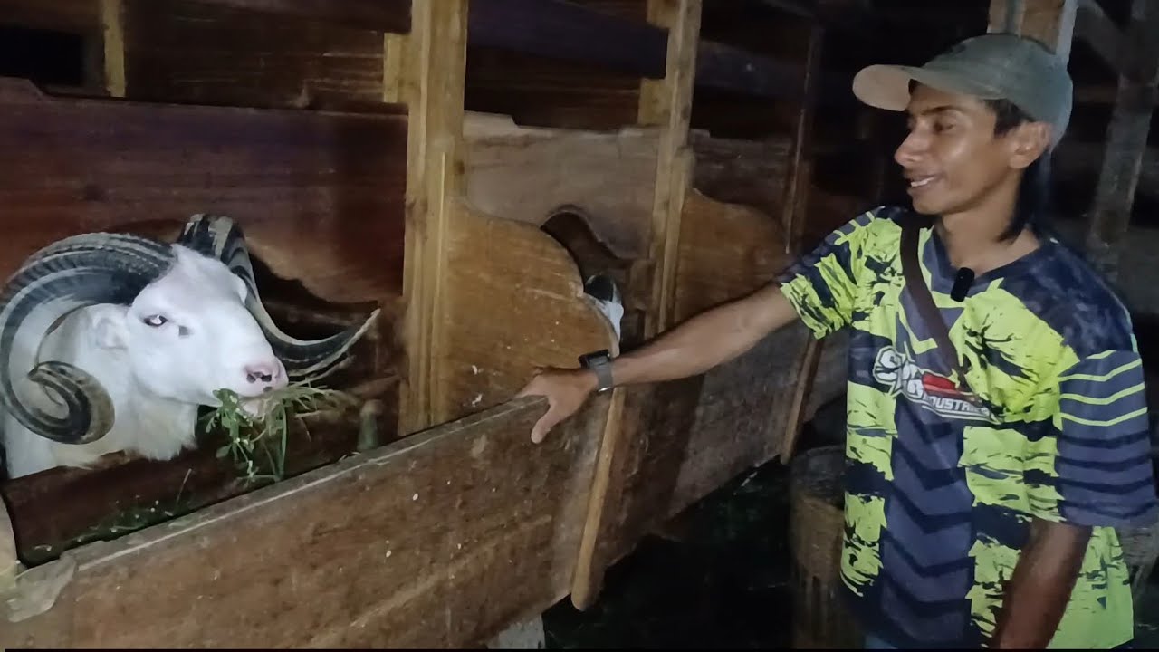 ANAK MUDA SUKSES USAHA TERNAK DOGAR