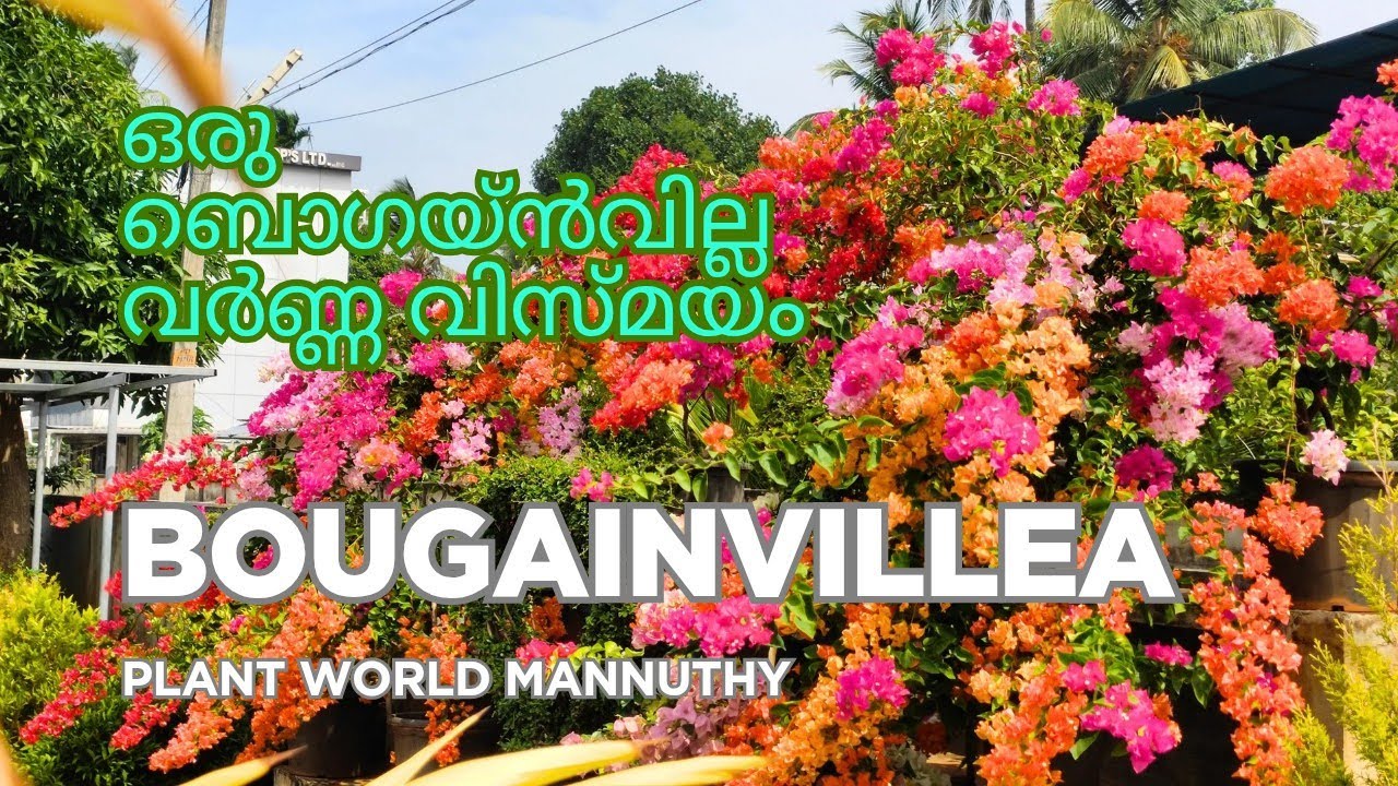 Bougainvillea l Hybride Bougainvillea Plant l Plant World Mannuthy Thrissur