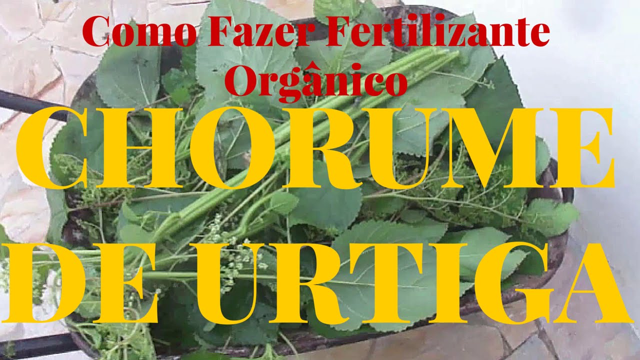 Como fazer adubo org&acirc;nico: Chorume de Urtiga