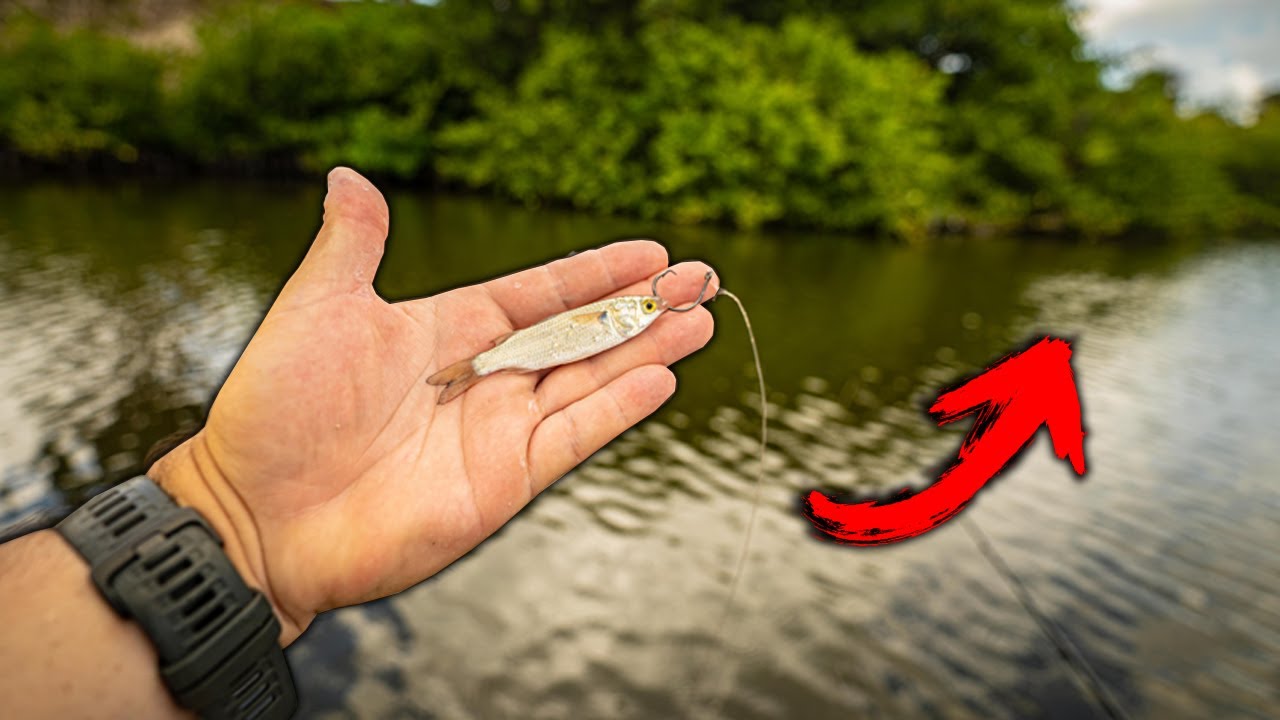 TARPON FISHING WITH ULTRA TINY MULLET IN MY GHEENOE!!