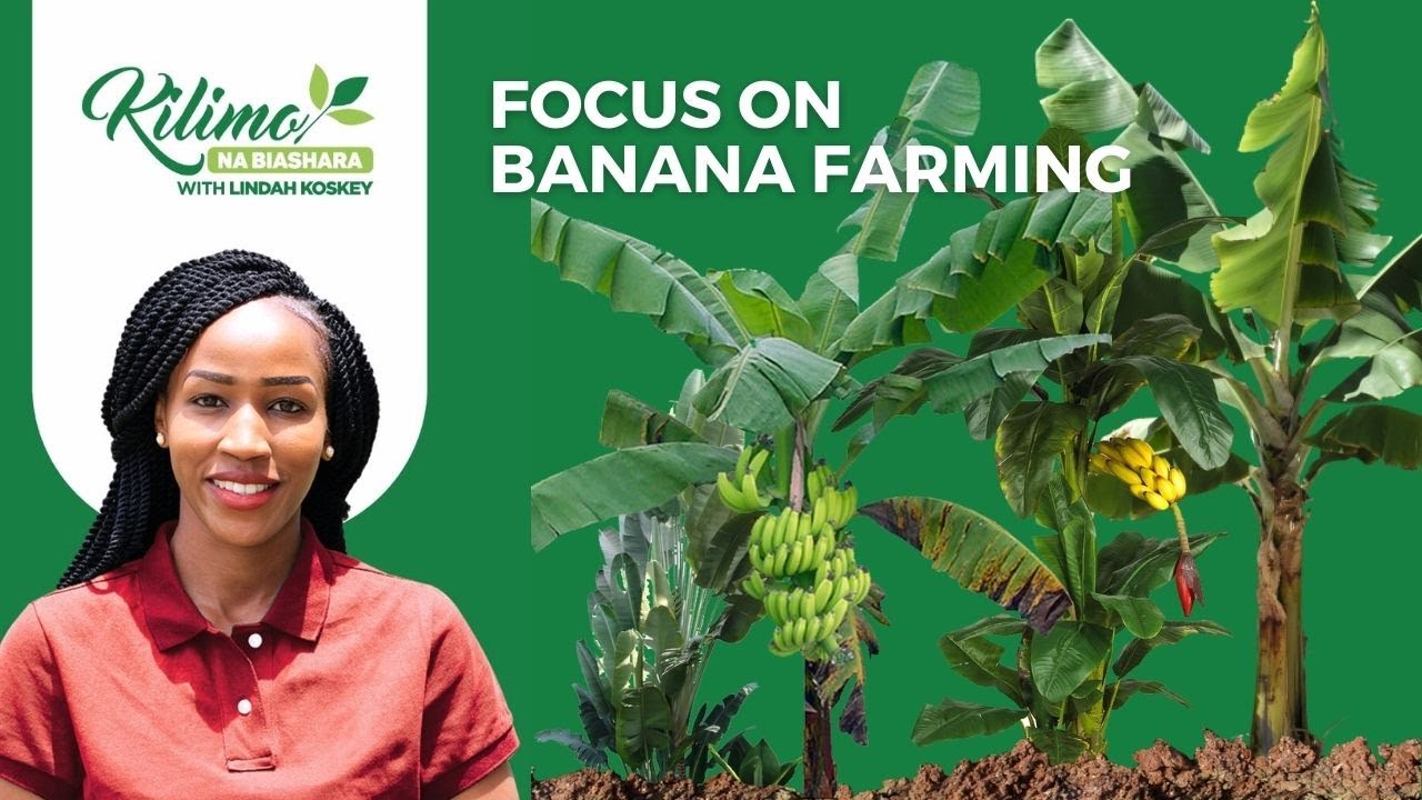 Nutritiously Yellow!  - Focus on Indigenous Banana Farming