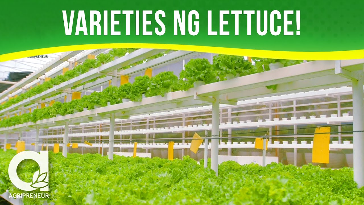 Hydroponics System ng Lettuce Farming kasama ang Alfrea's Hydroponics and Garden