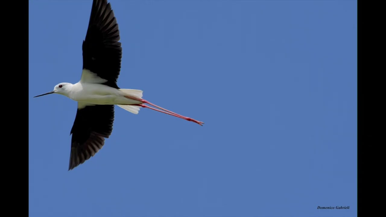 Cavalieri d' Italia in volo