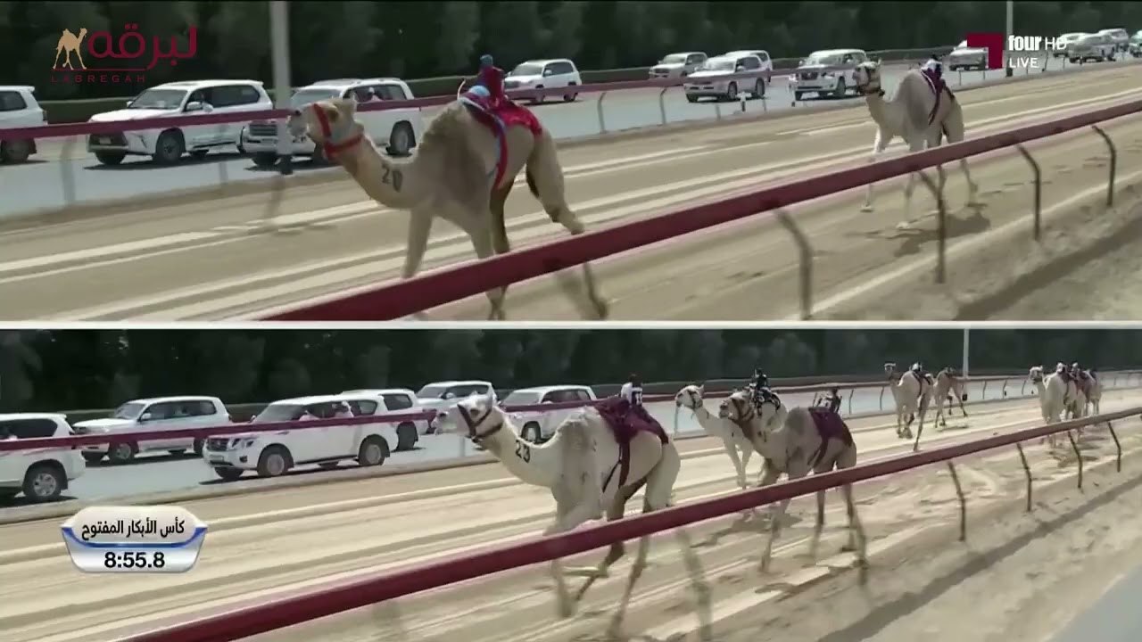 ش1 الشاهينية لـ هجن العاصفة (غياث الهلالي) ختامي المرموم 23-3-2024م كأس الثنايا بكار مفتوح 12:04:4