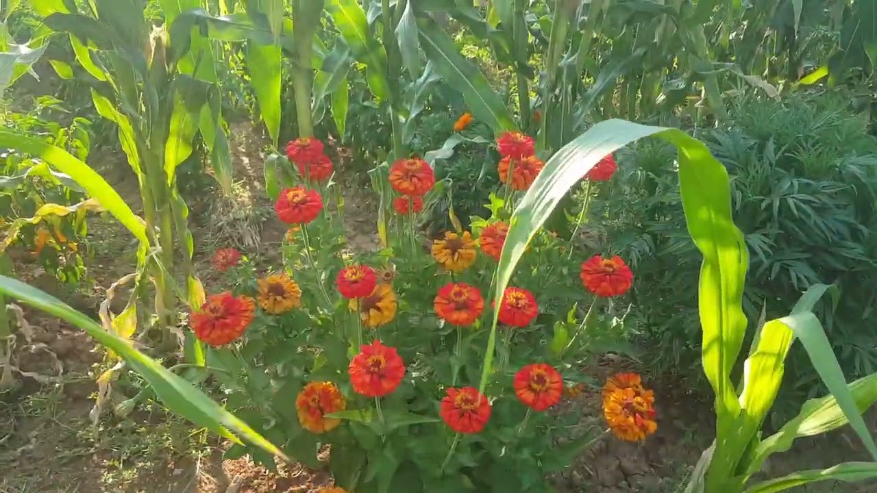 Muğla /Mesken Köyü Doğal Ürünler #doğalyaşam