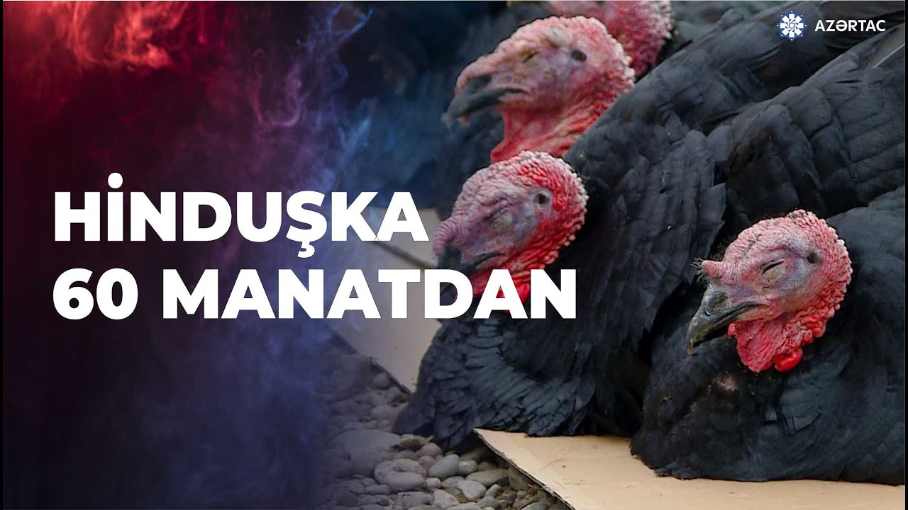 Bayramqabağı hind toyuğuna tələbat çoxalıb