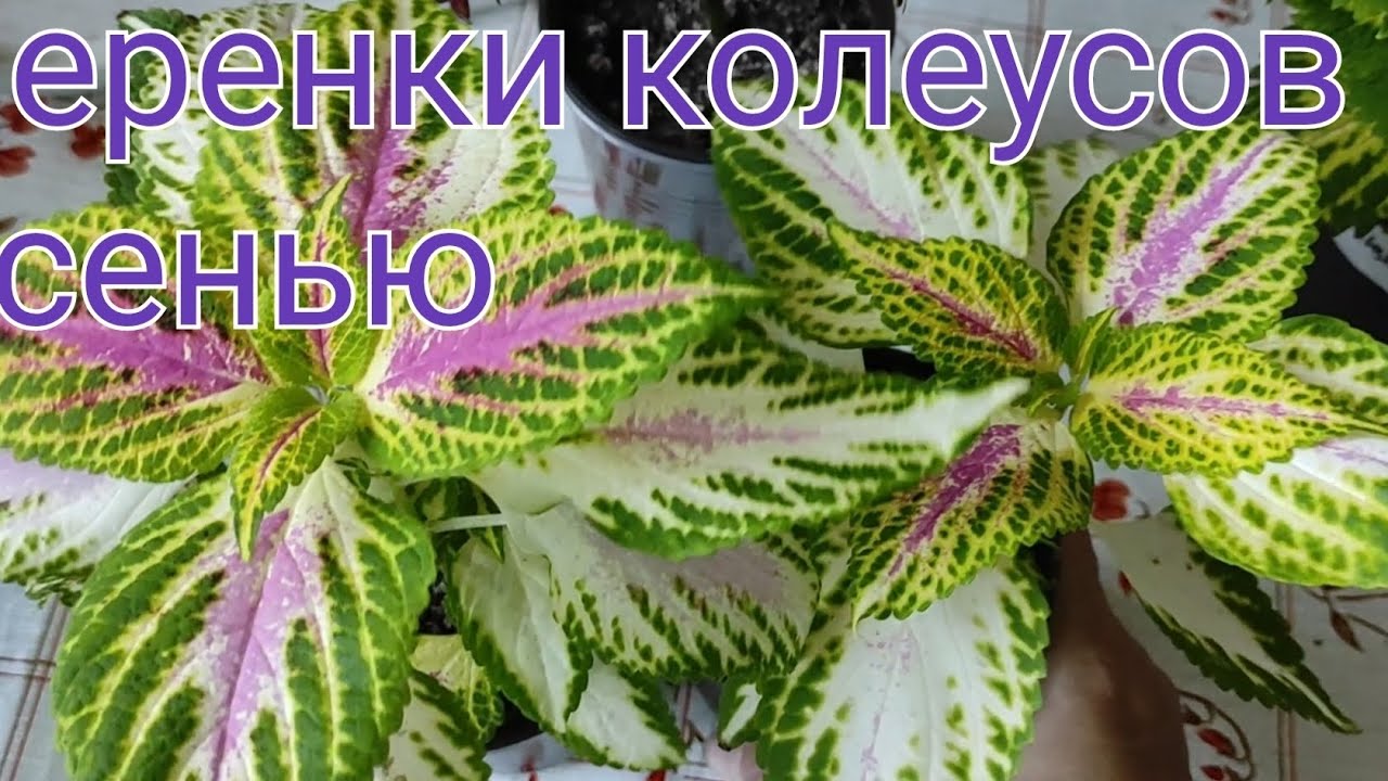 IV Часть, Сорта  колеусов, которые будут зимовать, сезон 2025/2026