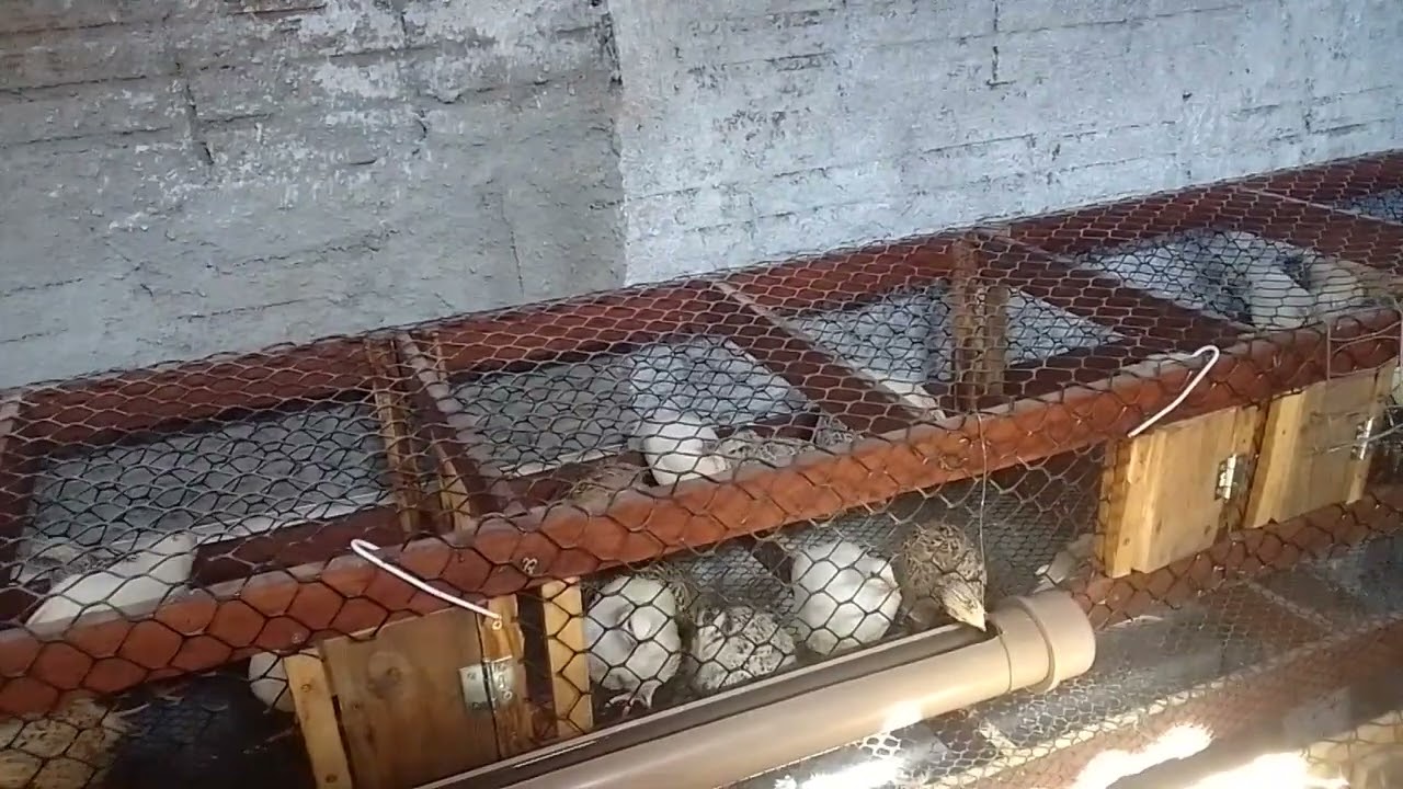 evitar com que as Codornas fique pelada