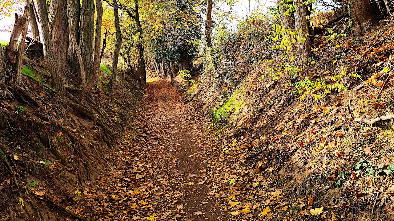 🍇 Ingelheim Autumn Hike | Exploring the Rhine Valley