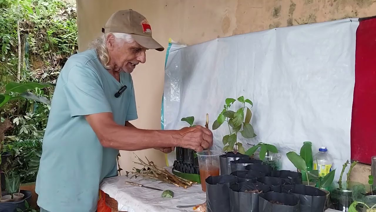 Como fazer estaquia o melhor sistema para diversas plantas frutíferas ou não.