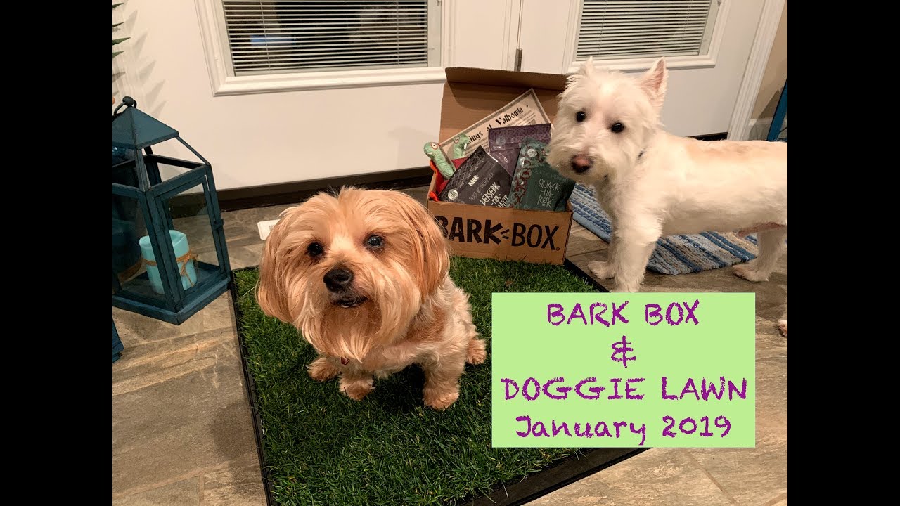 BarkBox & Doggie Lawn - January 2019:  New subscription and mass chaos!🐶🐾🌿