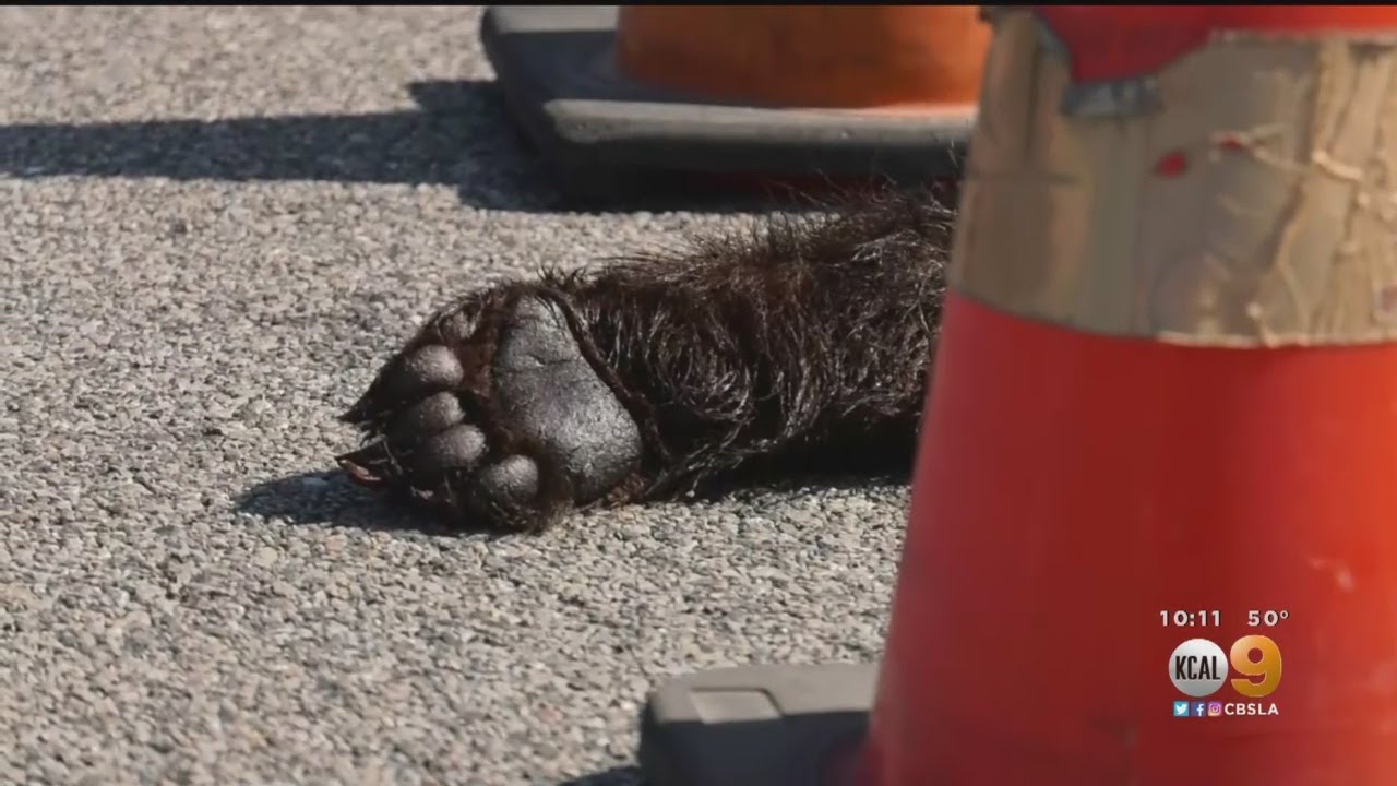 Severed Bear Paw Found Near Santa Clarita Car Dealership