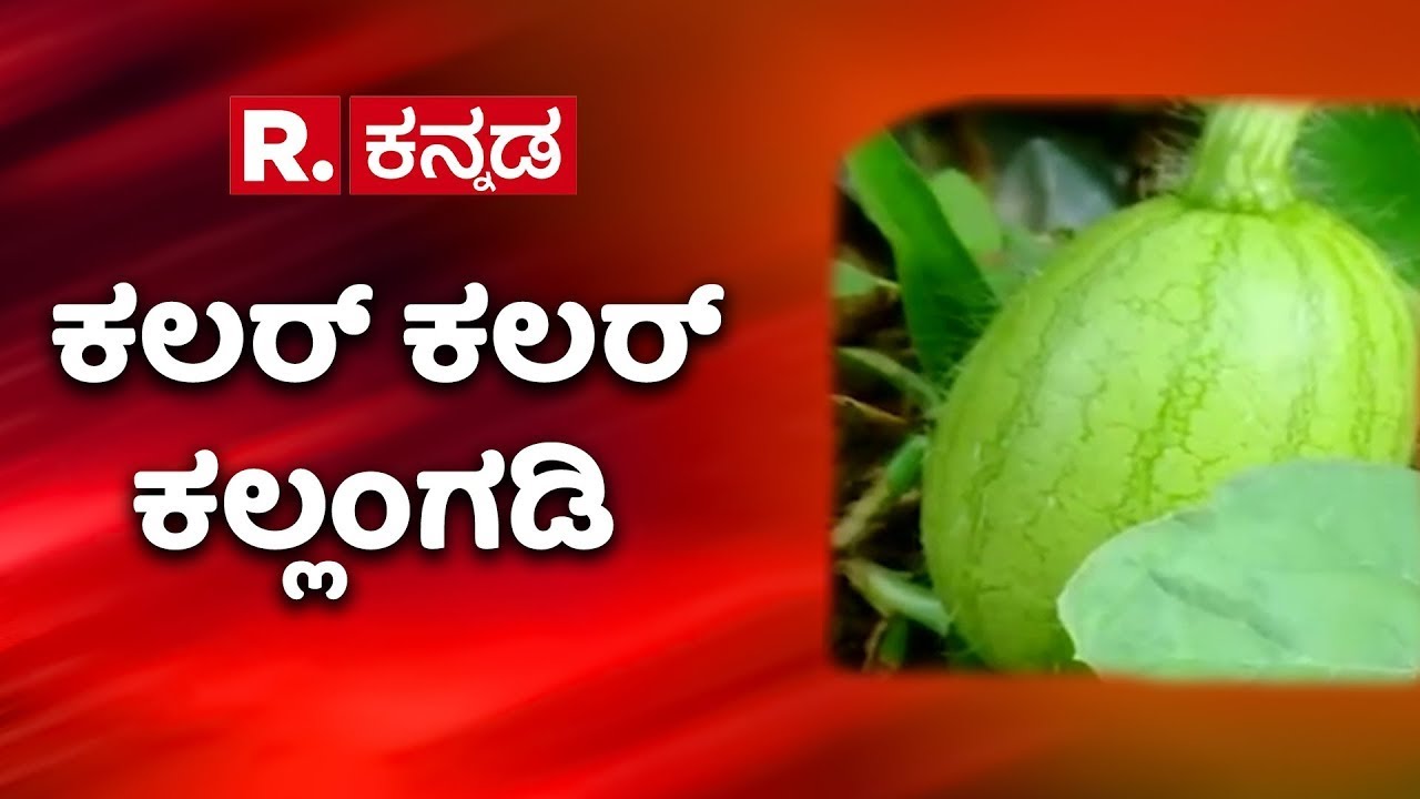 Udupi Watermelon Farming : ಉಡುಪಿಯಲ್ಲಿ ಕಲರ್ ಕಲರ್ ಕಲ್ಲಂಗಡಿ ಬೆಳೆ | Karnataka