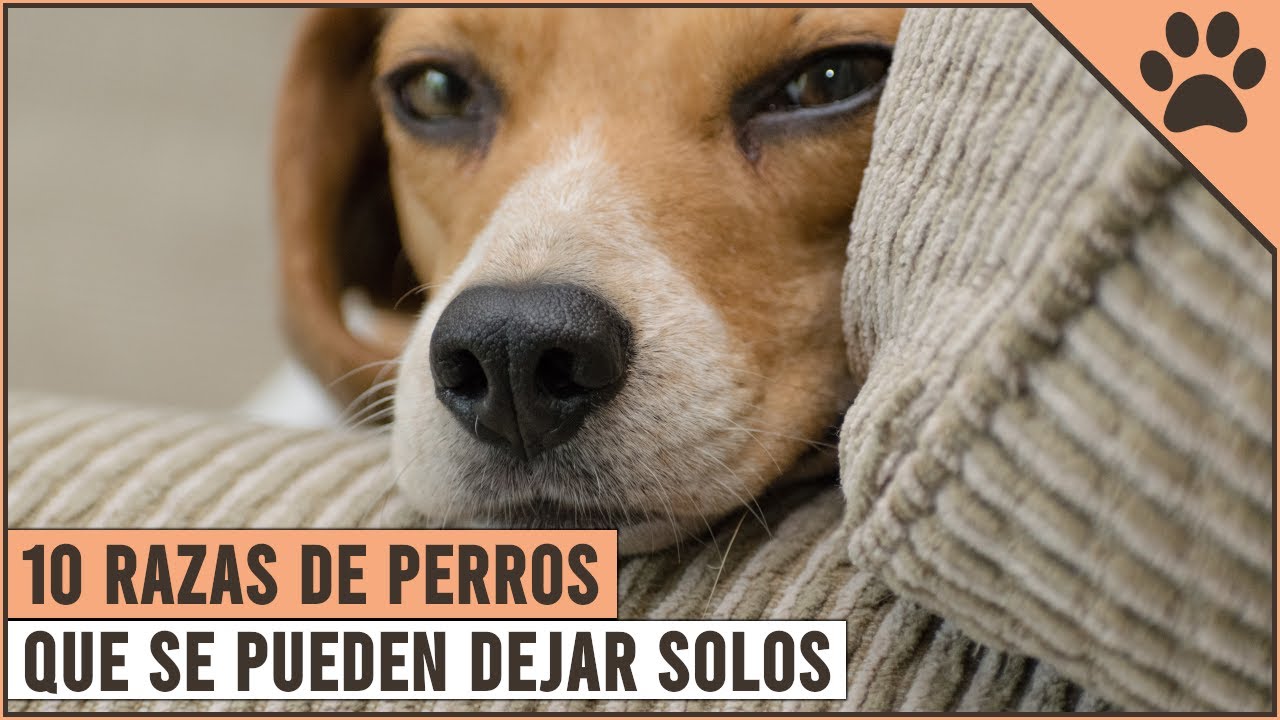 10 Razas De Perros Que Se Pueden Dejar Solos | Perros Mundo