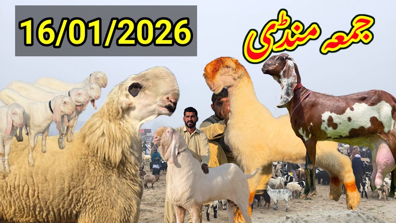 15 January 2026 Mandi ) 15/01/2026 bahut badi Mandi 