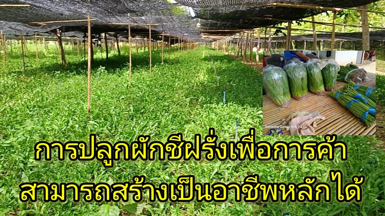 #การปลูกผักชีใบเลื่อยเพื่อการค้ามีรายได้ทุกวัน@เกษตรไทยสร้างสรรค์