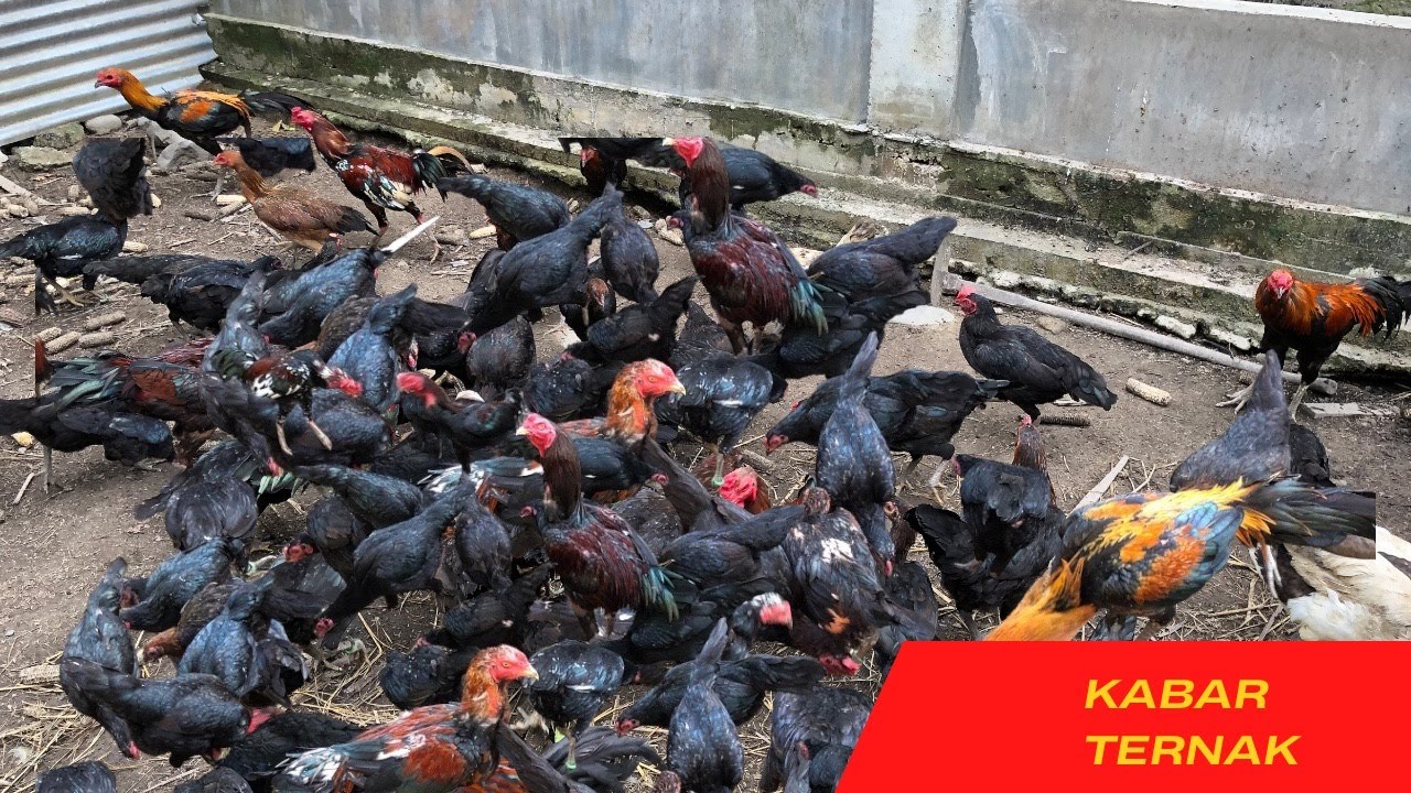CARA TERNAK AYAM KAMPUNG SISTEM UMBARAN, DI PEKARANGAN RUMAH || MODAL KECIL TAK SAMPAI 300 RIBU