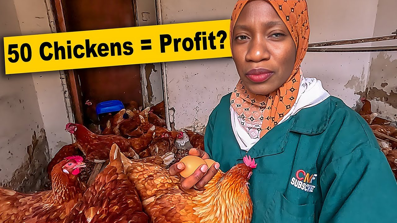 Is 50 Chickens Really Profitable? The Brutal Truth