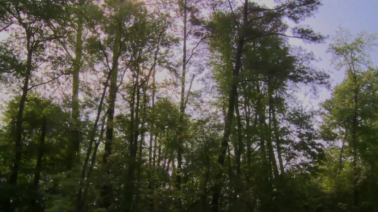 Welcome to the Dismal Swamp State Park