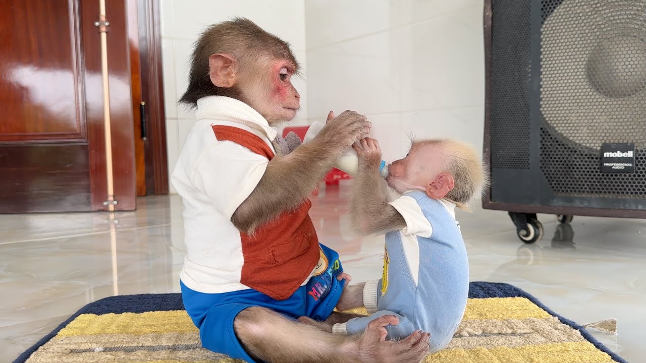 Monkey SinSin takes care of baby monkey ZiZi when Mom and Dad are busy