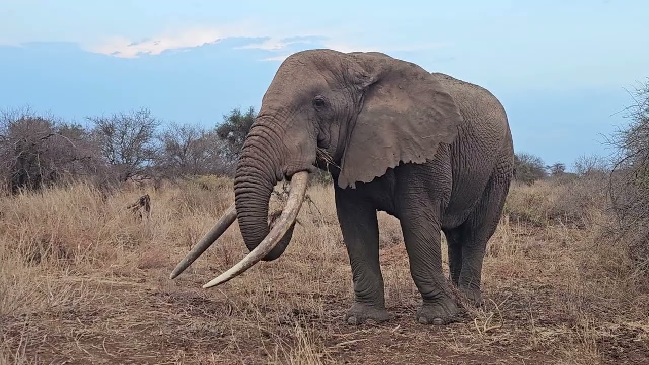 Up-close With Umoja of Selenkay, Kenya