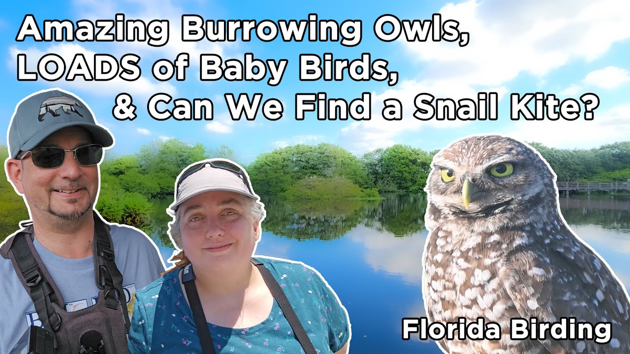 Burrowing Owls, Tons of Baby Birds and Can We Find a Snail Kite?