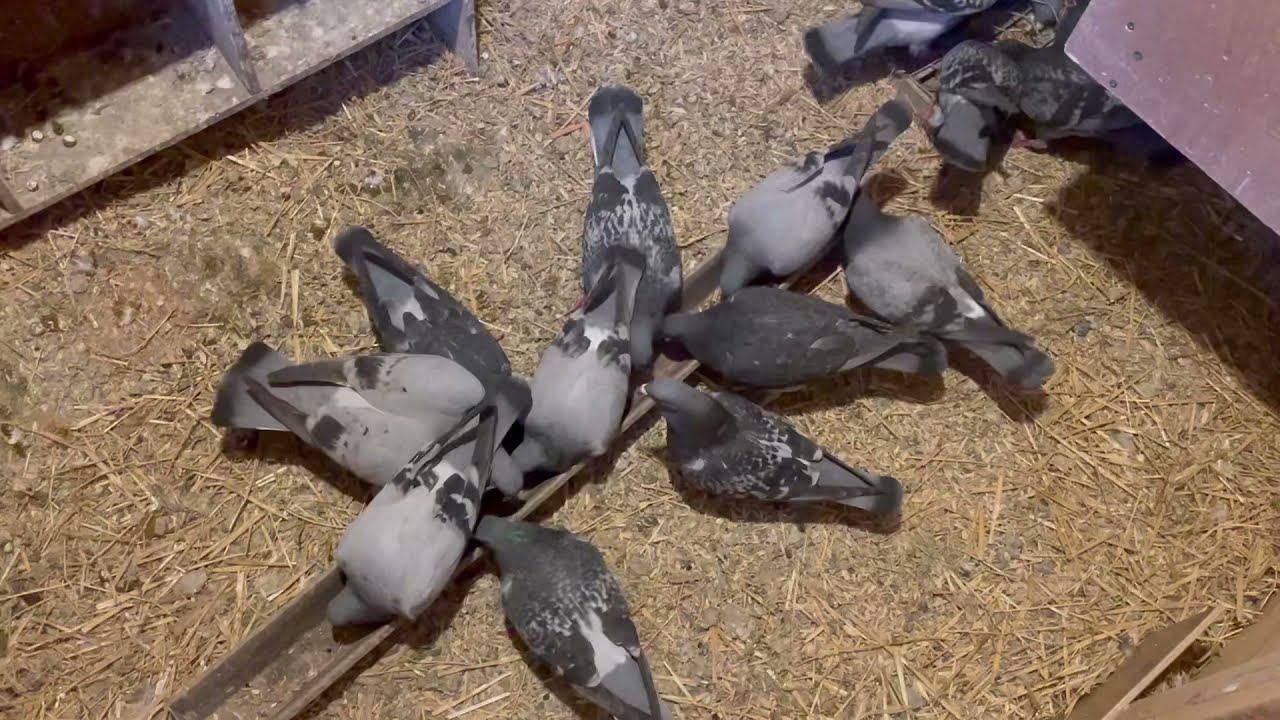 Pigeon training 2021. First training toss for young birds!