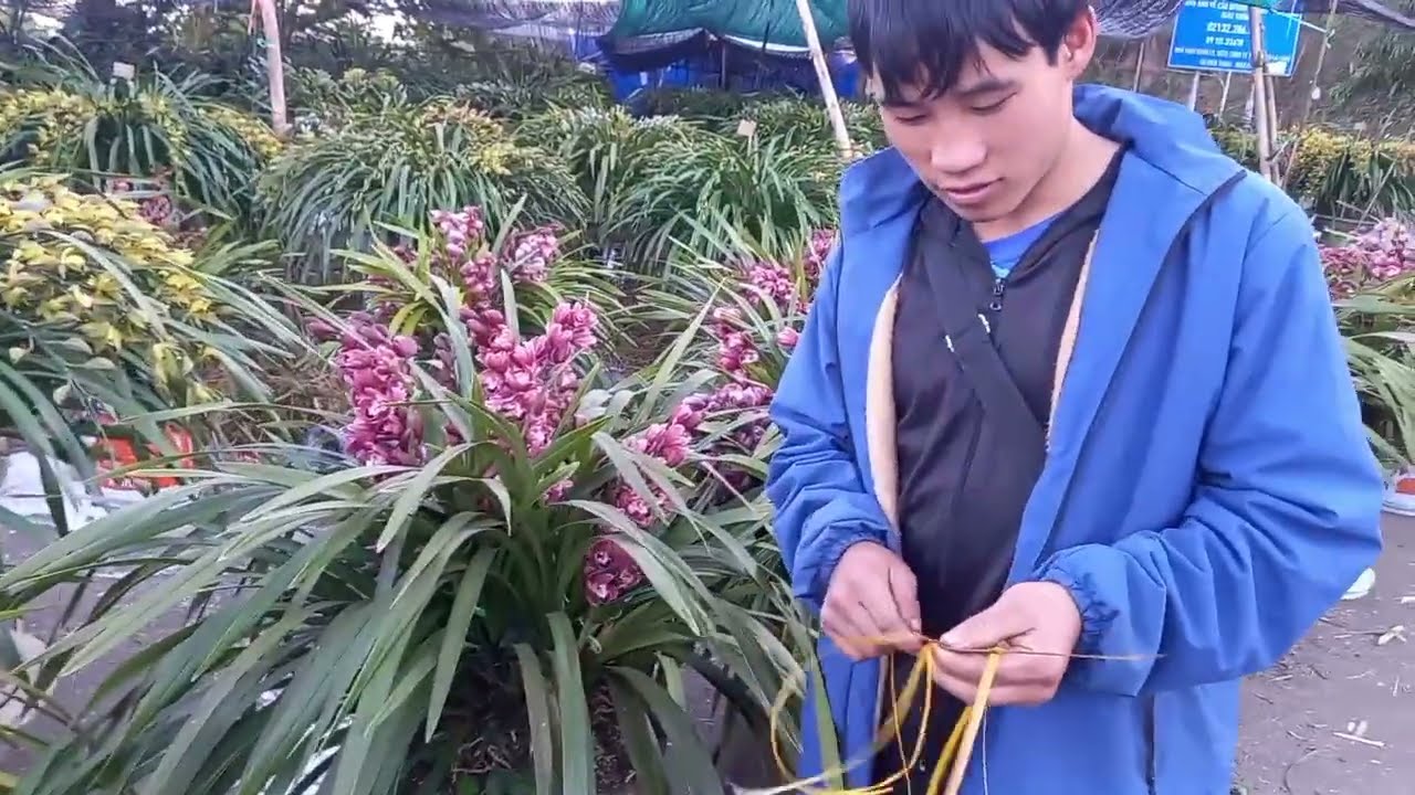 RẤT NHIỀU TÁC PHẨM ĐÀO VÍP ĐỊA LAN HOA ĐẸP RỰC RỠ NGƯỜI DÂN MANG VỀ CHỢ HOA XUÂN LAI CHÂU 2026 