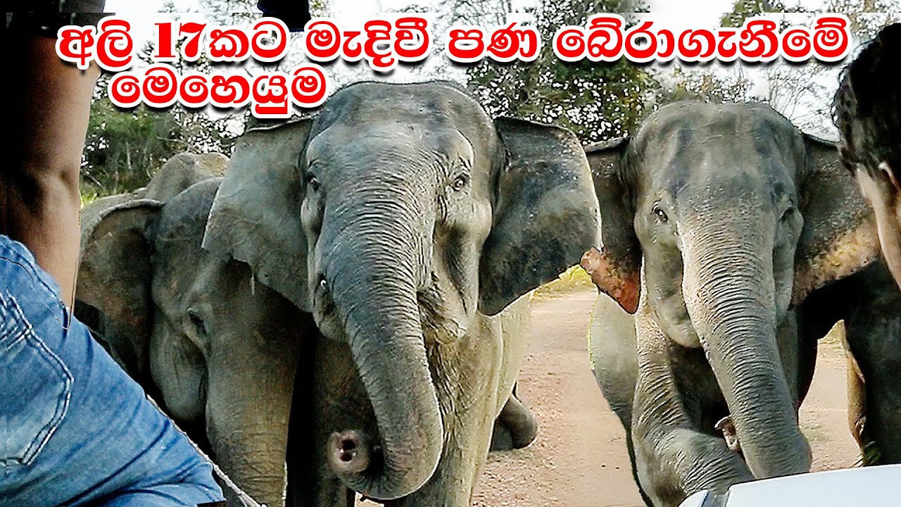 Elephants Chasing Safari Jeep