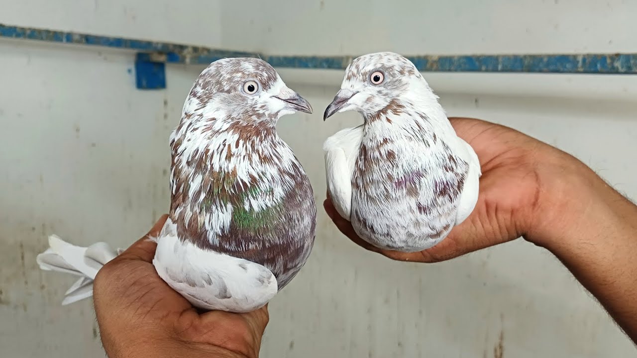 🔥🔥For Sale 3Jode😍😍 | MOB:-8544852583 | 👉All over India delivery available