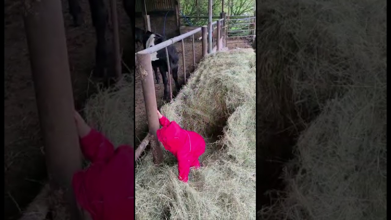 Holly feeding the cows