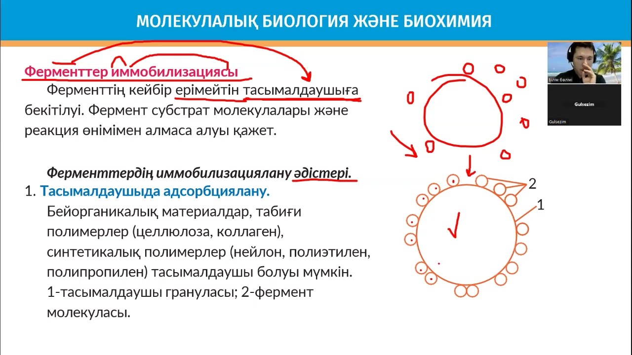 Фермент иммобилизациясы. ҰБТ биология