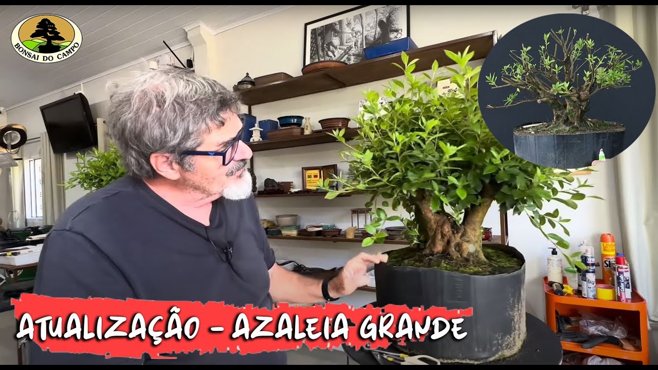 AZALEIA GRANDE - ATUALIZAÇÃO