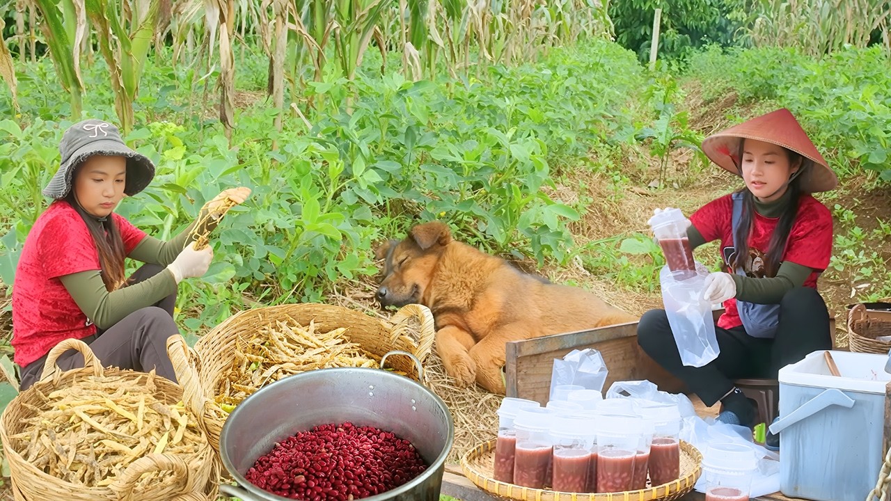 Harvesting Red Beans | Cooking Sweet Red Bean Ginger Soup and Taking It to the Market