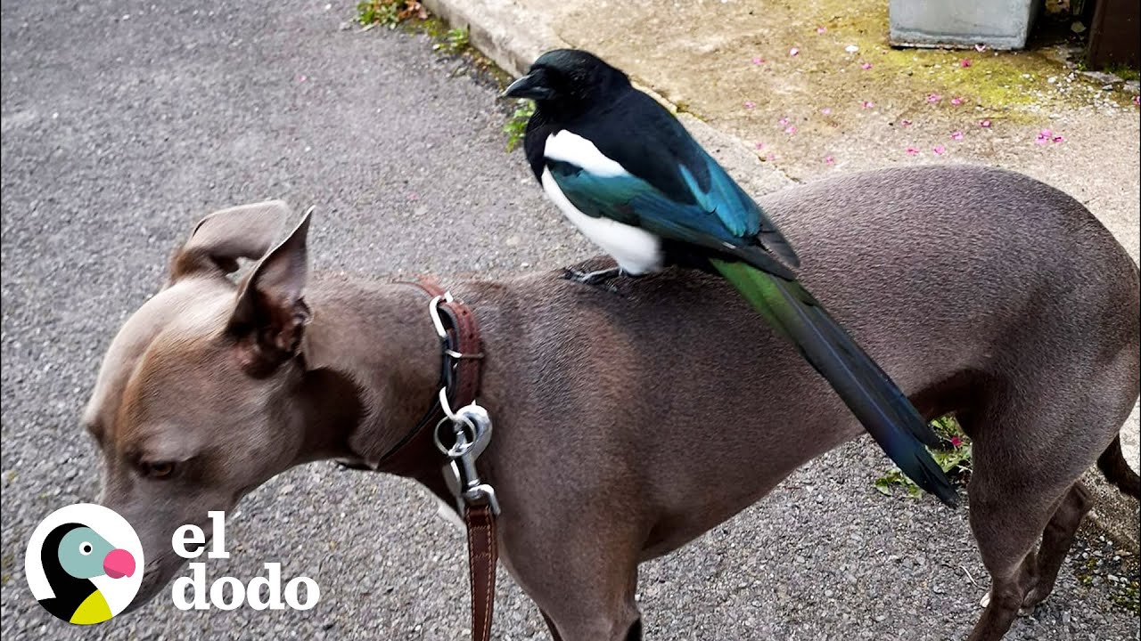 Esta urraca escogió a esta mujer como su mamá | El Dodo