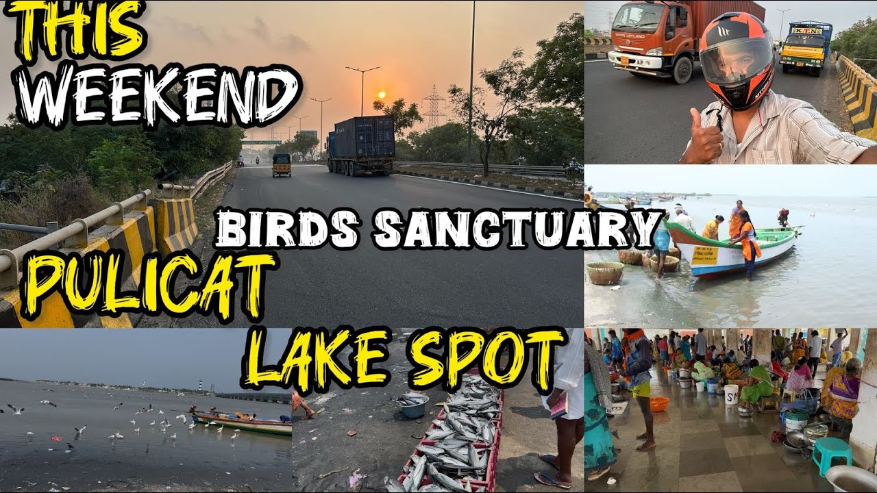 One Day Trip From 😍 PULICAT BIRD SANCTUARY 😉 Pulicat Lake 😍 Birds Watching Spot in Just 75km