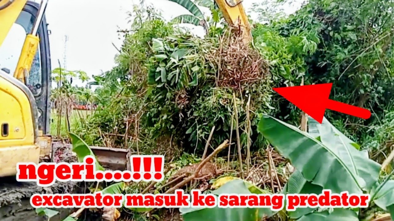 NGERI ..‼️ EXCAVATOR MASUK KE SARANG PREDATOR 