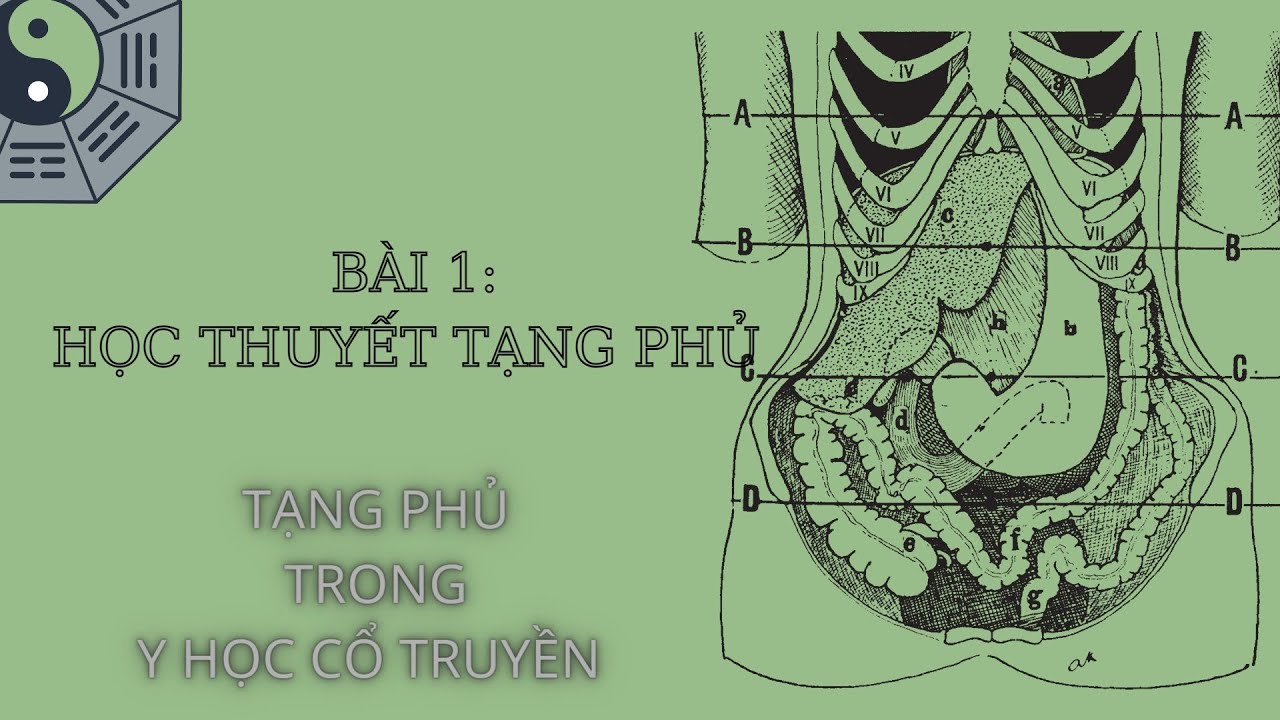Học thuyết tạng phủ- bài 1 Trong y học cổ truyền Giảng bởi thầy Hồ Đông Thảo.