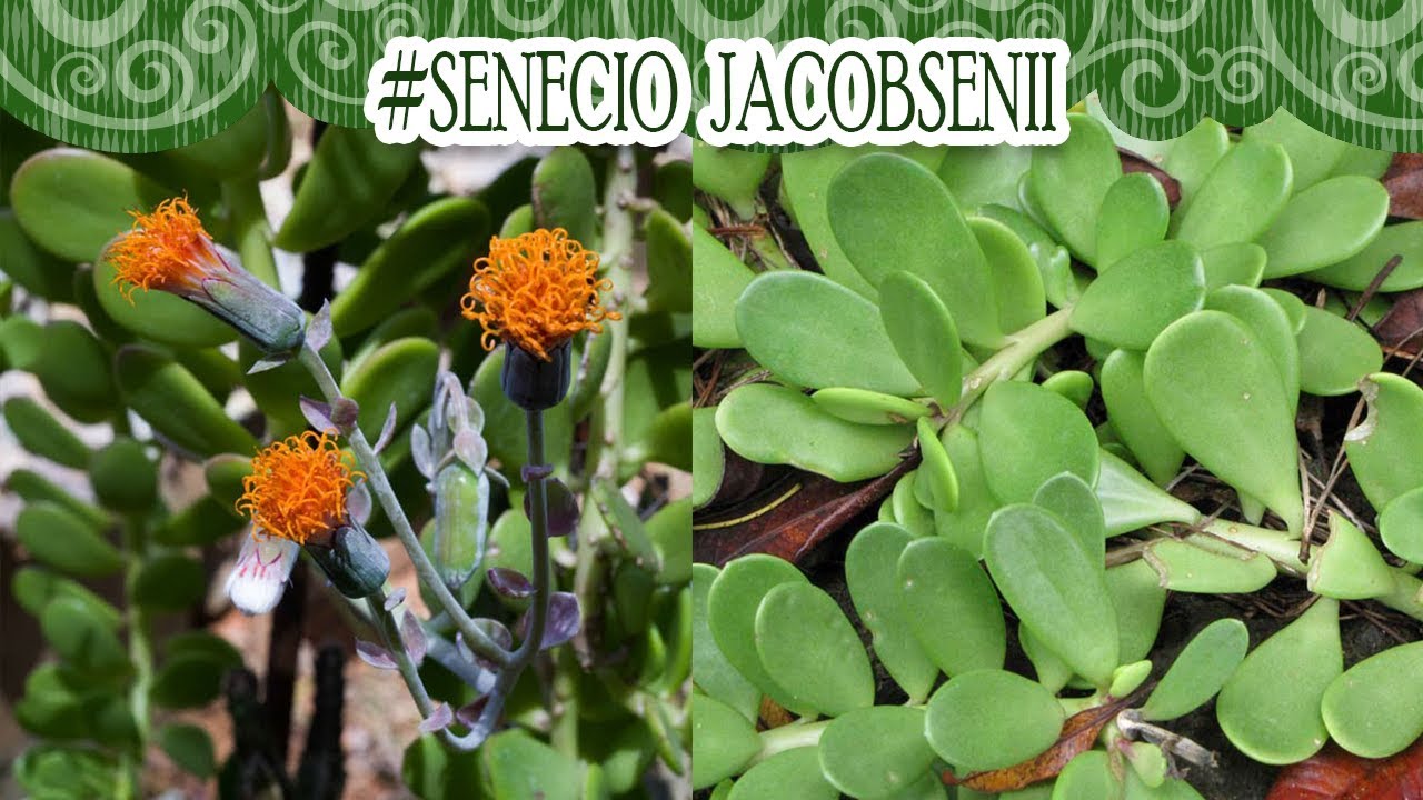 #Suculentadodia! | Senecio Jacobsenii