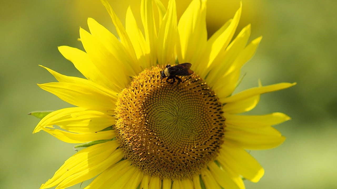 LSU AgCenter's Sunflowers and Gardens