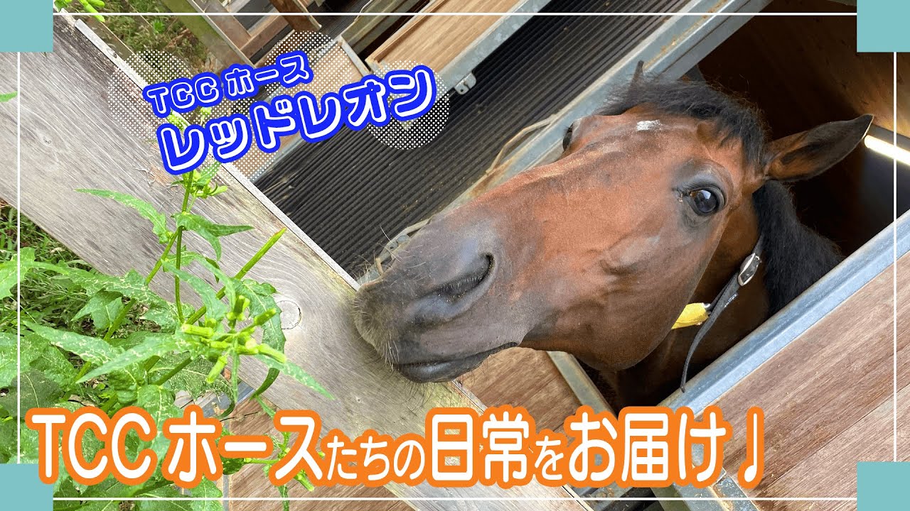 寝るの大好き！レッドレオンの秘密㊙️ in TCCセラピーパーク｜TCCホースVlog